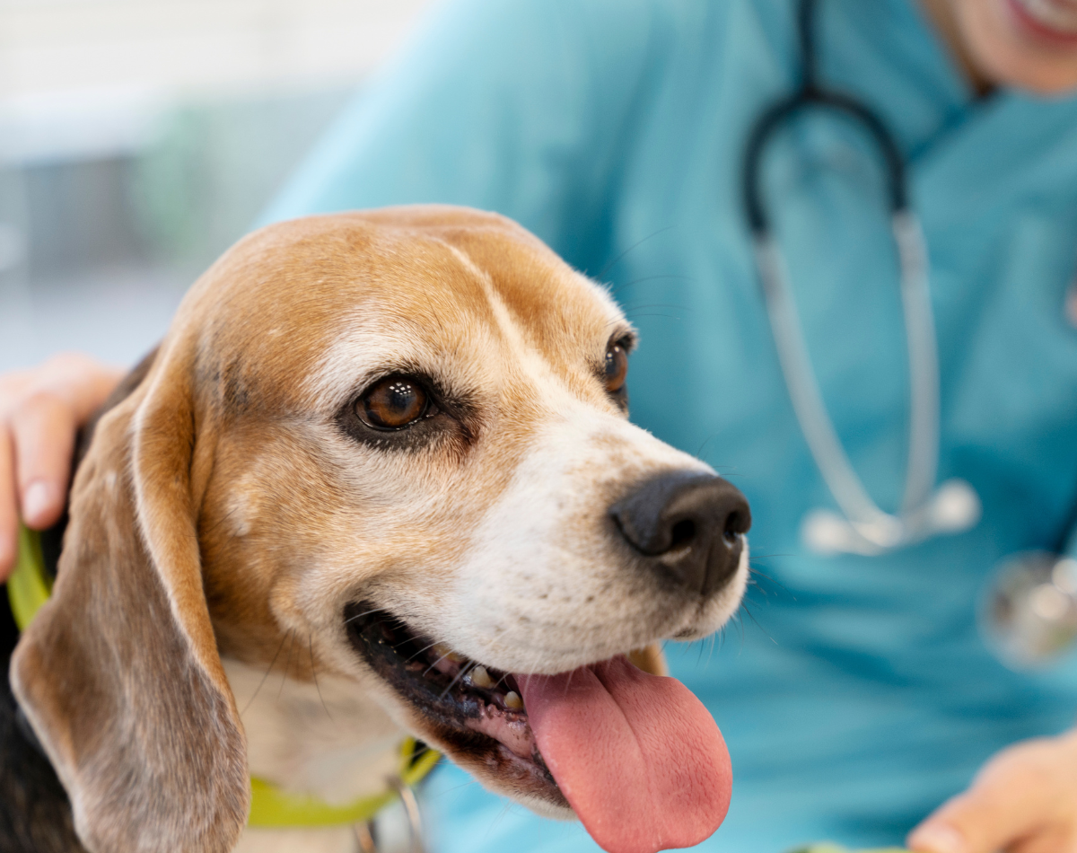 Taking Care of Twinkle’s Health : A Guide to Keeping My Dog Happy and Healthy