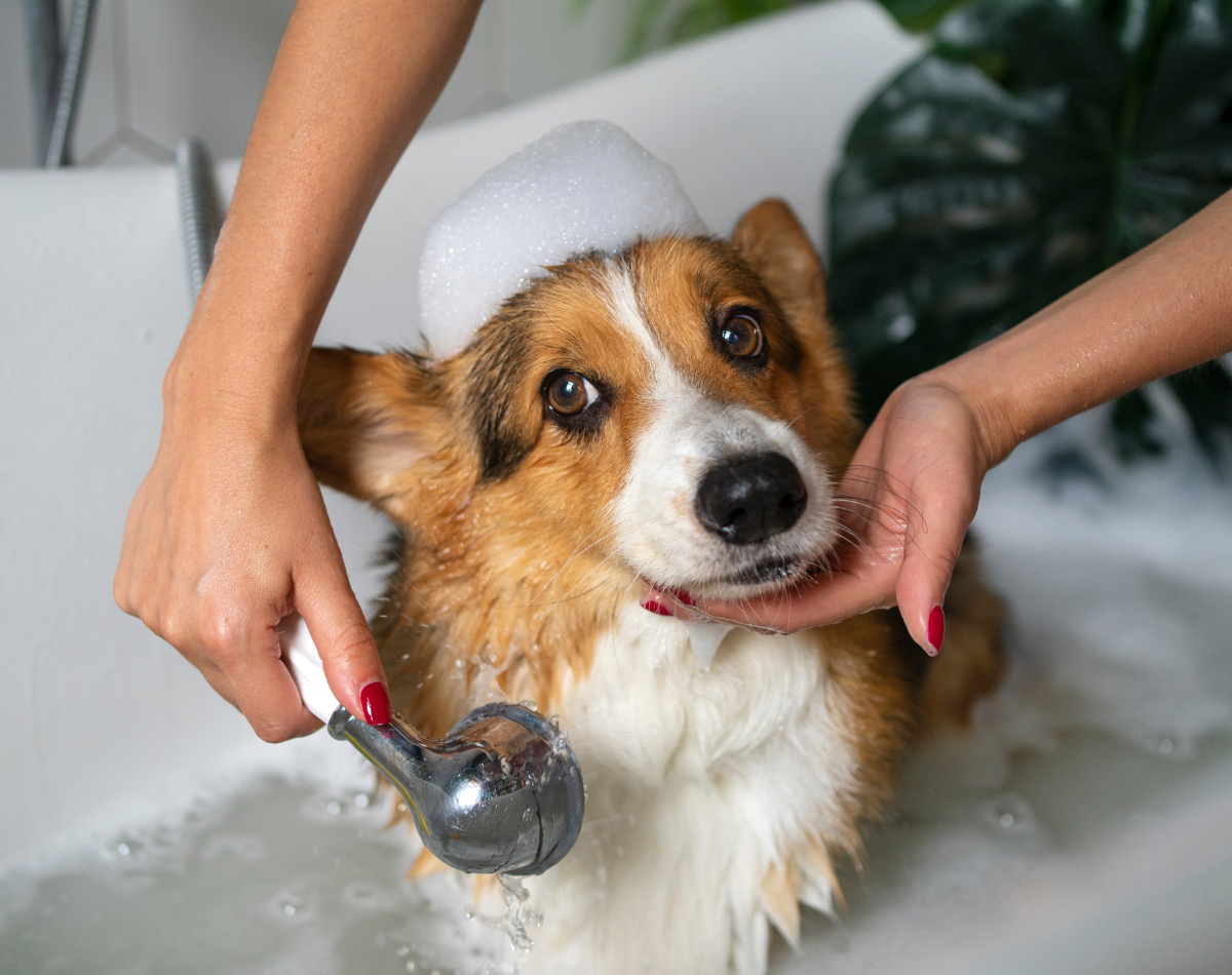 Twinkle’s Hygiene Routine: Keeping Her Clean and protected