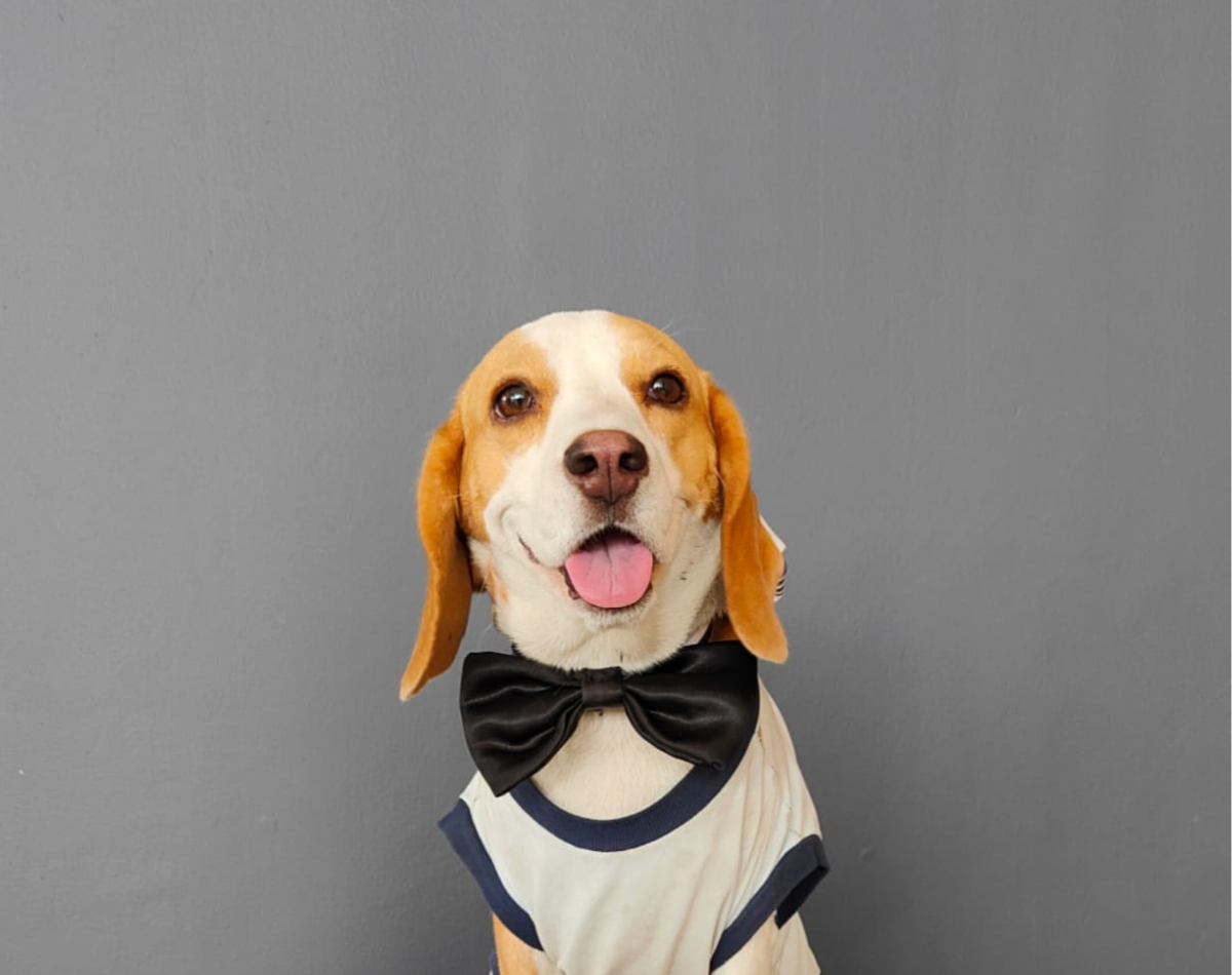 The Joy and Magic of Pawlove: How Pets are Stress-Busters and Bring Happiness into Our Lives