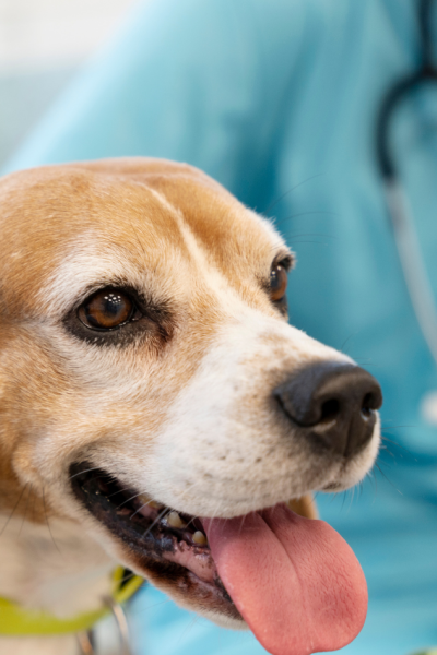 Taking Care of Twinkle’s Health : A Guide to Keeping My Dog Happy and Healthy