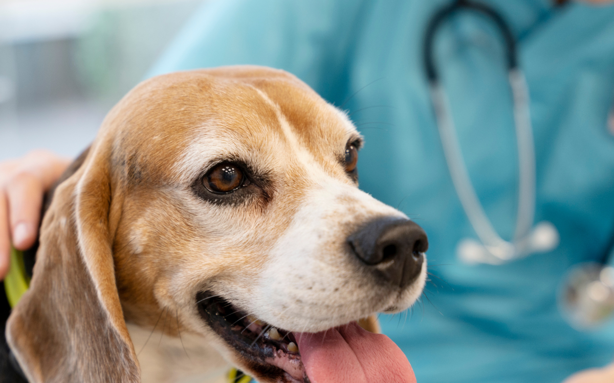Taking Care of Twinkle’s Health : A Guide to Keeping My Dog Happy and Healthy