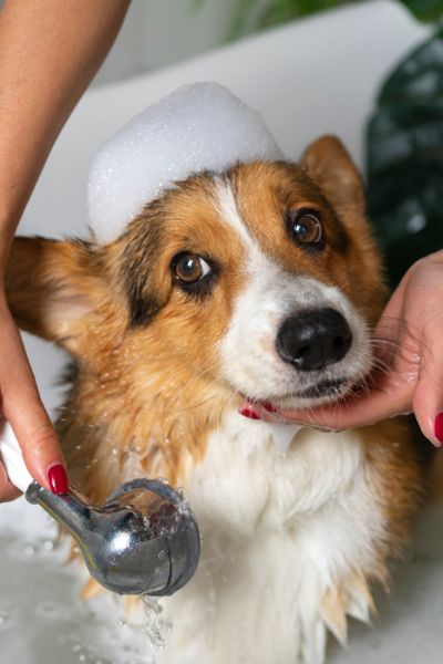 Top 5 Top Friendly Pet Breeds in India