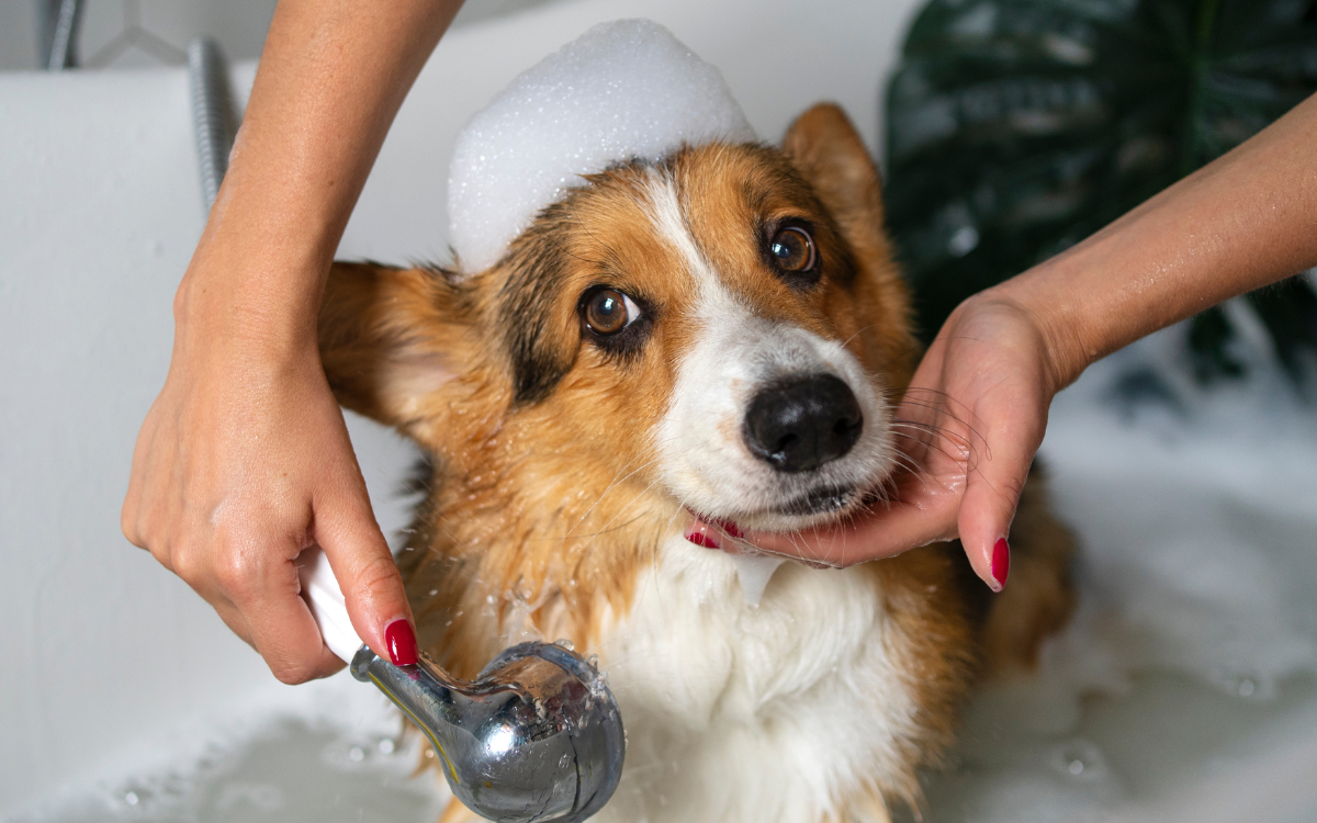 Twinkle’s Hygiene Routine: Keeping Her Clean and protected