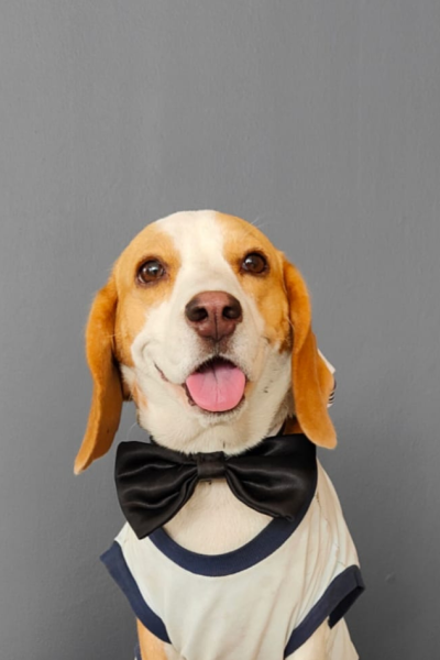 The Joy and Magic of Pawlove: How Pets are Stress-Busters and Bring Happiness into Our Lives