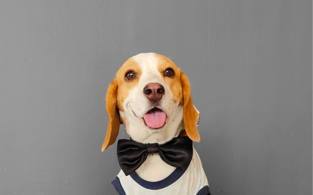 The Joy and Magic of Pawlove: How Pets are Stress-Busters and Bring Happiness into Our Lives